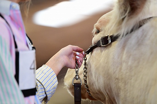 2019 Texas Jr Shorthorn State Show