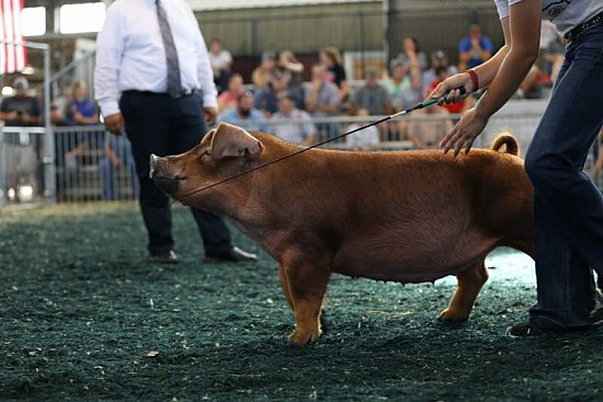 2021 Missouri State Fair