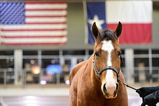 2023 Bell County Youth Fair & Livestock Show