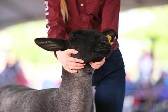 2023 Rockwall County Show