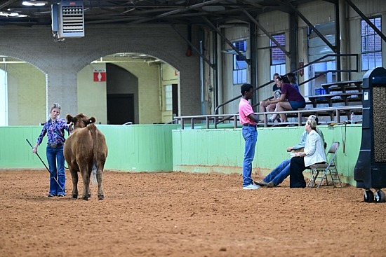 2023 Texas Junior Red Angus State Show