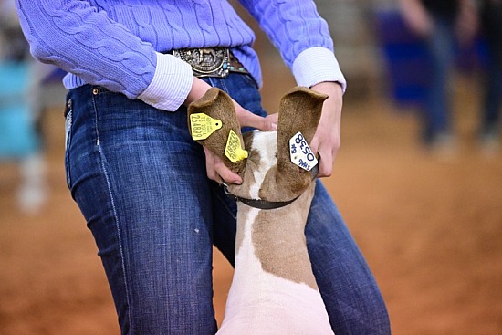 2024 Texoma Expo & Livestock Show