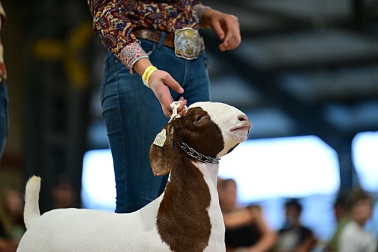 2024 Missouri State Fair