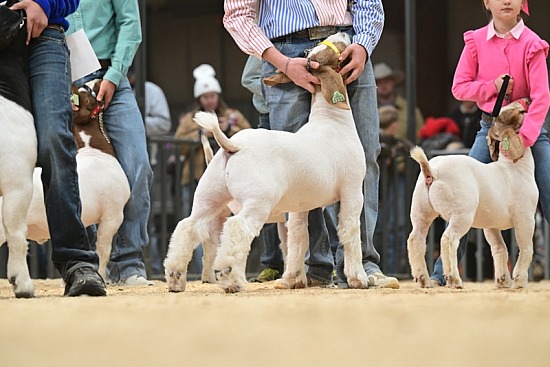 2025 Medina County Junior Livestock Show