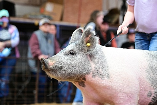 2025 Smith County Youth Expo