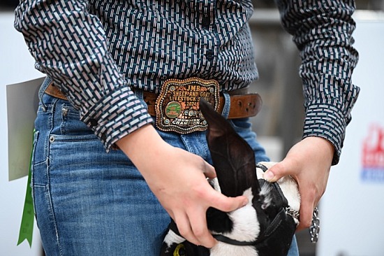 2025 McLennan County Jr Livestock Show
