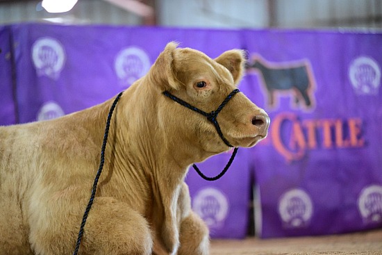 2025 Next Generation Showmanship Academy